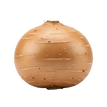 Round yucca root with rough textured skin cutout isolated on transparent background high quality png