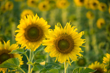 Fototapeta premium Close-up of a bright yellow sunflower in full bloom with a blurred field of sunflowers in the background