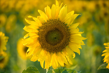 Fototapeta premium Close-up of a bright yellow sunflower in full bloom with a blurred field of sunflowers in the background