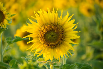 Obraz premium Close-up of a bright yellow sunflower in full bloom with a blurred field of sunflowers in the background