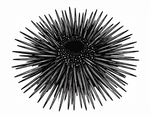 Sea hedgehogs or urchin of black color. Sea urchin illustration, drawing, engraving