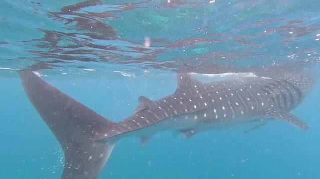 Underwater Footage of Whale Shark Swimming in Turquoise Waters of Oslob, Philippines. Close-Up. Gentle Giant with Spotted Pattern, Perfect for Marine Life and Travel Content