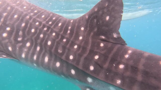 Underwater Footage of Whale Shark Swimming in Turquoise Waters of Oslob, Philippines. Close-Up. Gentle Giant with Spotted Pattern, Perfect for Marine Life and Travel Content
