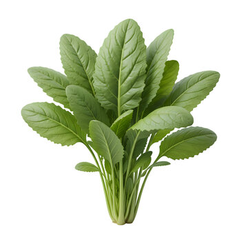 Fresh green yu choy sum vegetable leaves with detailed veins isolated on transparent background