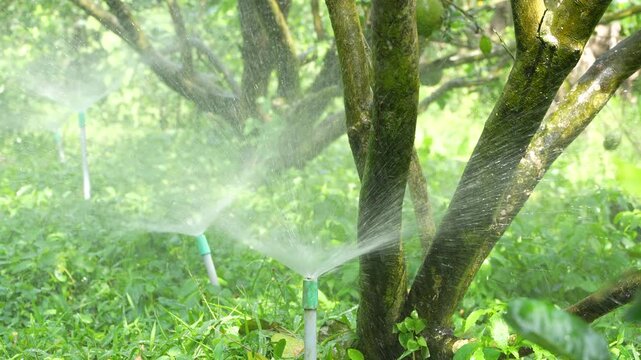 Close-up of an automated irrigation sprinkler spraying water in a sunny pomelo orchard.