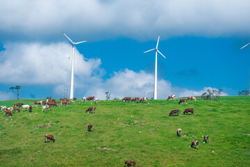 Dairy Cows Grazing on Rolling Green Hills with Wind Turbines in the Lush Countryside of Ambewela, Sri Lanka
