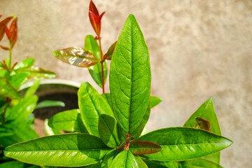 Fresh green leaves of pomegranate plant (Punica granatum)