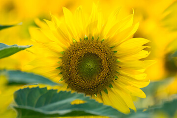 Obraz premium Close-up of a bright yellow sunflower in full bloom with a blurred field of sunflowers in the background