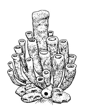 Detailed illustration of a sea sponge in a natural underwater setting