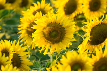 Fototapeta premium Close-up of a bright yellow sunflower in full bloom with a blurred field of sunflowers in the background