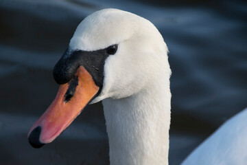 Obraz premium Porträt eines Höckerschwans