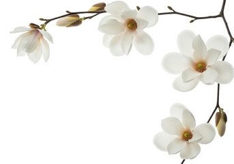 Obraz premium delicate white magnolia blossoms and buds on dark arching branches, showing yellow stamens, photographed in a high-key macro style against a transparent background, celebrating the gentle beauty of