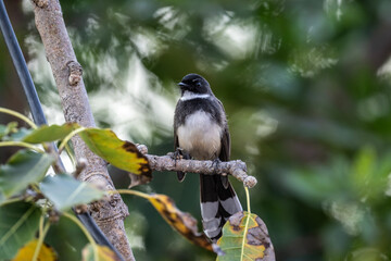 Obraz premium A close-up of a reed warbler in the wild on a sunny day in Thailand
