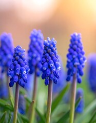 A close-up of vibrant blue flowers with green stems