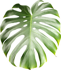 몬스테라 나뭇잎