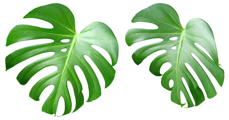 몬스테라 나뭇잎