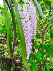 Obraz premium watering can in the garden