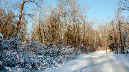 winter landscape with trees