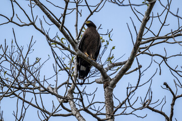 A close-up view of a crowned eagle in the wild on a sunny day in Thailand