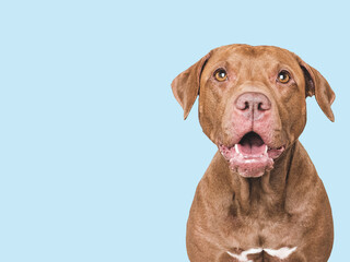 An adorable Pitbull sits against a white background. Dog smile. Closeup studio portrait indoors, isolated. Perfect for pet care, dog lovers, advertising and lifestyle content. Pet care concept