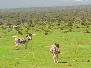 Fototapeta premium Zebras grazing in the wild grassland of a South African national park. Perfect for wildlife, safari, conservation, and African travel content. Natural habitat, open savanna, iconic wildlife
