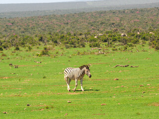Fototapeta premium Zebras grazing in the wild grassland of a South African national park. Perfect for wildlife, safari, conservation, and African travel content. Natural habitat, open savanna, iconic wildlife