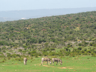 Fototapeta premium Zebras grazing in the wild grassland of a South African national park. Perfect for wildlife, safari, conservation, and African travel content. Natural habitat, open savanna, iconic wildlife
