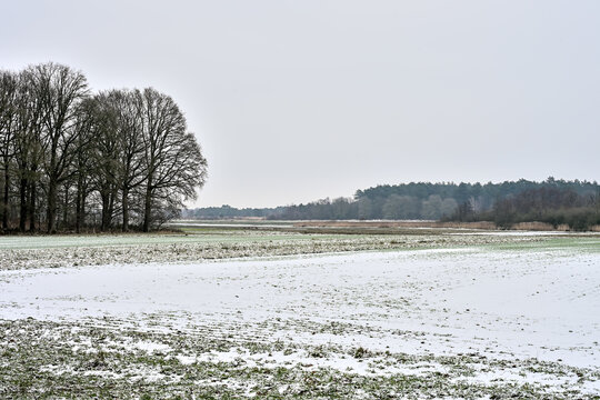 Winter in the forrest nearby Goirle, North-Brabant