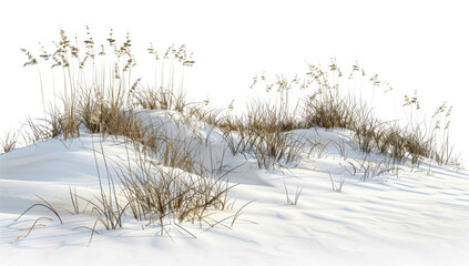 Coastal Beach Grass on White Sand Dune on Transparent Background. PNG.