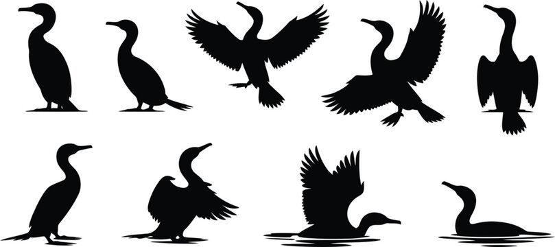 Collection of nine black cormorant bird silhouettes in different standing and swimming poses