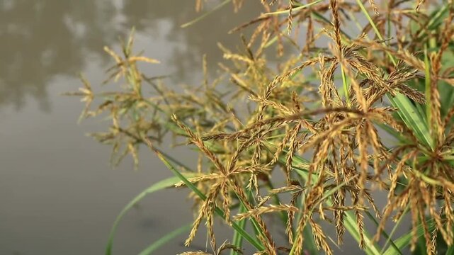 Golden nutsedge grass flowers (Cyperus rotundus) in the riverbank. Perfect for botanical, environmental, and nature-themed projects
