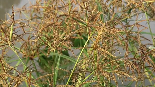 Golden nutsedge grass flowers (Cyperus rotundus) in the riverbank. Perfect for botanical, environmental, and nature-themed projects