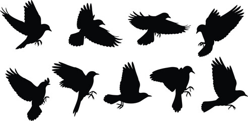 Obraz premium Flying bird silhouette collection, black birds in dynamic wing positions, avian wildlife flight poses isolated on white background