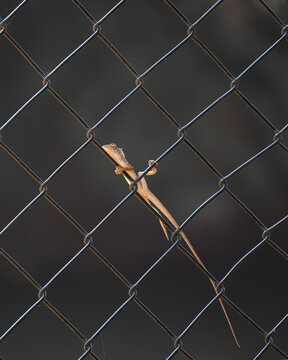 The oriental garden lizard (Calotes versicolor), also called the eastern garden lizard, Indian garden lizard, common garden lizard. 