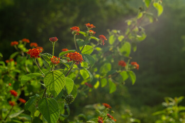 red poppies in the garden