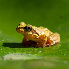 Obraz premium Small, tan frog perched on a large, vibrant green leaf, illuminated by sunlight