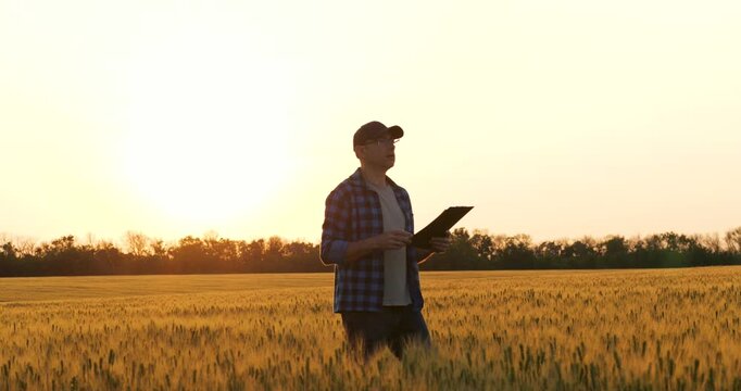 Farmer fills paper forms on clipboard in grain field at sunset. Farmer verifies spikes, soil, moisture. Soft backlight glows. Farmer tracks costs and yield. Compliance, reporting rural management use.