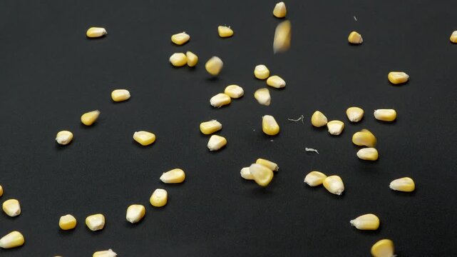 Macro of yellow sweet corn kernels falling in slow motion isolated on black background.