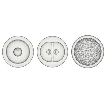 Stages of cell division