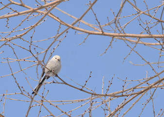 Long-tailed tit perched on bare branches