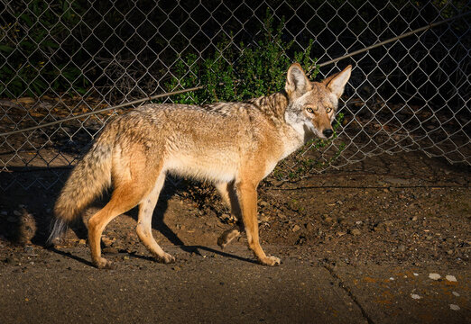 A coyote at the suburb of San Jose. California. USA.