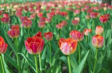 Fototapeta premium Bright red and pink tulips blooming in a spring garden