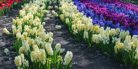Bright rows of hyacinths in a spring garden, purple, blue and white hyacinths