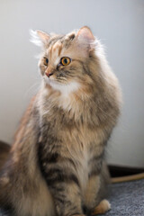 Obraz premium Close up of cute fluffy brown cat. Mixed breed cat between Maine Coon and Scottish Fold.