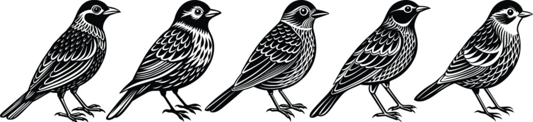 Fototapeta premium Five quail birds standing in a row illustration