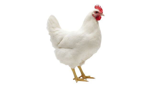 One White Hen Standing isolated on transparent background