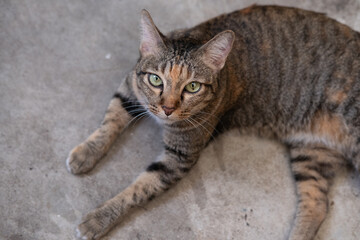 Obraz premium Stray cat standing on the floor, looking into the camera