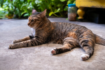 Stray cat lying on the floor