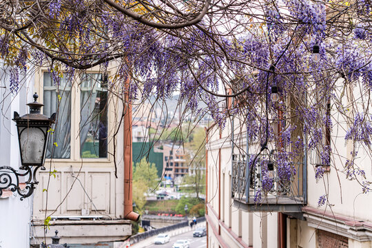 Purple wisteria plant blooming in the Old Tbilisi