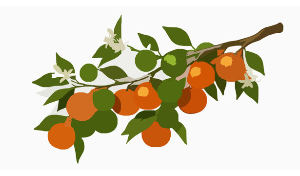 Orange Tree Branch Vector Illustration with Ripe and Green Oranges, Flowers, and Leaves